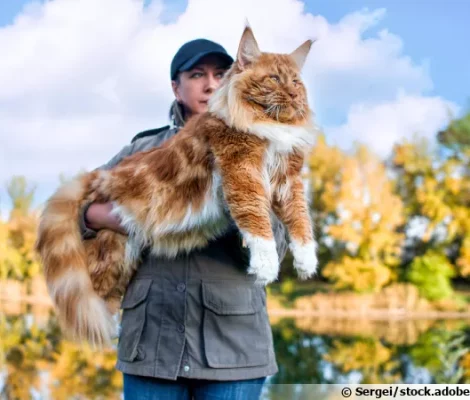chat-maine-coon-600x450